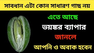 সাবধান! এটা কোন সাধারণ গাছ নয়। এই গাছে আছে ভয়ানক শক্তি । বাড়িতে থাকলে ঘটবে অনেক কিছুই।