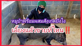 ขั้นตอนควรรู้ ก่อนคิดจะเลี้ยงหมูป่า‼️ต้องเตียมอะไรบ้าง‼️เลี้ยงแล้วขายที่ไหน‼️