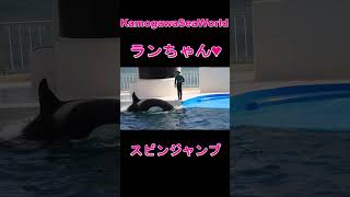 ランちゃんスピンジャンプ決まった～!(^^)! #Shorts #鴨川シーワールド #シャチショー #orca #kamogawaseaworld