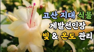 열대 고산 지대 식물 게발선인장 빛 \u0026 온도 어떻게??? #엉클플랜트 #식물키우기 #게발선인장키우기