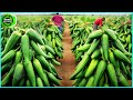 The Most Modern Agriculture Machines That Are At Another Level,How To Harvest Chilies In Farm▶10