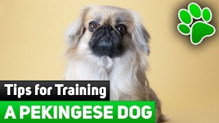 Dog Training - 8 Effective Tips for Training A Pekingese Dog