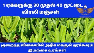 இயற்கை முறை மஞ்சள் சாகுபடியில் நோய் மற்றும் அழுகல் இல்லாமல் ஈல்டு அதிகரிக்க வழிமுறைகள்