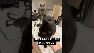 お家で1番温かいところ見つけたらしい #猫のいる生活 #ロシアンブルー #猫動画