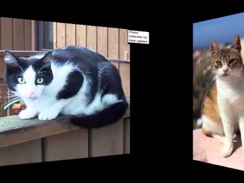 Aegean Cat Black And White | Cat Picture Collection Aegean Cat Black And White | Cat Picture Collection