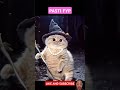 ini kucing  gendut FYP gaes , coba like dulu #funny #ytkids #shortsanakanak #kucinglucu #cats #cute