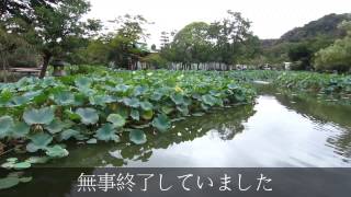 【鎌倉】　復活！源氏池　鶴岡八幡宮   2013.9.23.