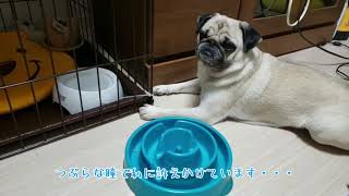 【パグ犬にこぱん】エサを救出するパグ！【執念】