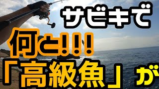 三重の地磯であの高級魚を釣りました!!!