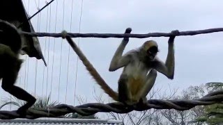 ときわ動物園GrandOpen　ジェフロイクモザル その2