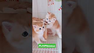 Kucing kembar lucu#kucinglucu #kucing #kucingimut #shortvideo #shorts