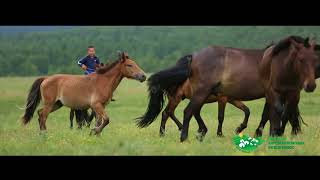 Бэлчээрийн Үндэсний Форум 9 сарын 27-28/National Rangeland Forum 27-28 September 2017