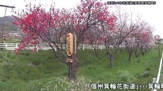 20160421_信州みのわ花桃街道・箕輪町