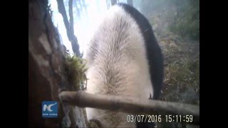 Cute panda licking camera, urinating in handstand position