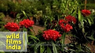 Ixora flowers flourish in the humid warm climate of Alappuzha in Kerala