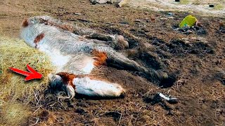 People Thought That These Were The Remains Of A Horse, But As They Approached, They Realized That It