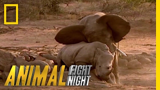 Elephant vs. Rhino | Animal Fight Night