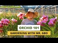 Gardening with Mr. GBO: Orchid 101