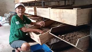 Eps 5 | Proses Migrasi Prepupa (Bakal Calon Indukan) Lalat BSF - Budidaya Maggot BSF Skala Rumahan