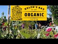 National Garden Scheme Northern Ireland | Helens Bay Organic Open Day