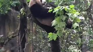 19.6.29 Meilan 大熊貓梅蘭肉肉已經開始一熊獨立生活  #panda #giantpanda #pandabase #meibang #梅蘭肉肉 #梅浜 #成都大熊貓繁育研究基地