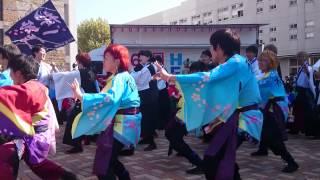 2014.10.26北桜祭　総踊り　よっちょれ