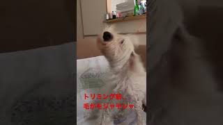 【バニポー】犬がお風呂あがりによくやるやつをスローにしてみた【シュナウザー】