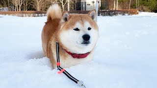 In heavy snow, the brave Shibe gets stuck in the footprints of his owner.