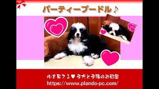 ミニチュアプードル　ブラック\u0026ホワイトの姉妹【心を育てるブリーダー＆子犬と子猫のお部屋】