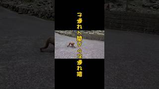 モンキーベイで事故！猿かわちいけど少し怖かった～汗#波勝崎#静岡#shorts