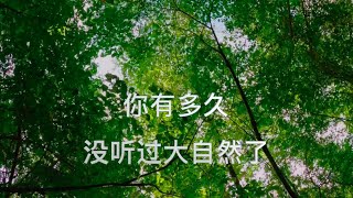 【放空冥想BGM】🌳   纯钢琴 大自然的美妙 虫鸣鸟叫 涓涓小溪 享受快节奏慢生活 累了就放慢脚步 没关系的 ｜1 hour of nature sound for meditation