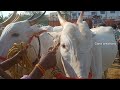 super big size milk teeth khilari bull s in adoni friday cattle market maharashtra bull s ..