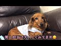 【dog】私がママです。あんずを紹介します！【ミニチュアダックスフンド親子 】おもしろ可愛い犬動画