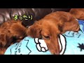 【dog】私がママです。あんずを紹介します！【ミニチュアダックスフンド親子 】おもしろ可愛い犬動画