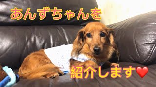 【dog】私がママです。あんずを紹介します！【ミニチュアダックスフンド親子 】おもしろ可愛い犬動画