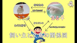 文鳥の多頭飼いについて　～思ってたんと違う～　　【じゃば】