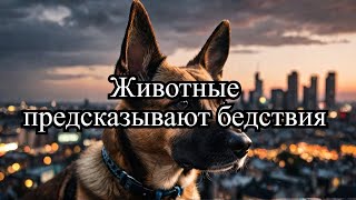 Могут ли животные предсказать землетрясение и другие катастрофы?