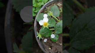 eper virágok- strawberry flowers - цветы клубники #shorts #flowers #plant #strawberry #🍓  #клубника