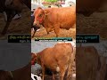 big size cows in erode cow market vivasayaarvalargal cow cows vivasayi shortvideo shorts