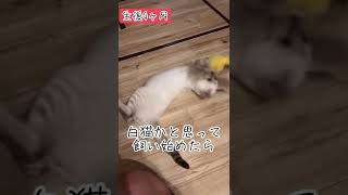 白猫かと思って飼い始めたら…w #shorts