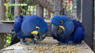 【東山動植物園公式】仲良しスミレコンゴウインコ　《 スミレコンゴウインコ　インコ　バードホール 》