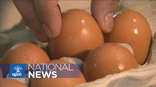 Farm run by Carcross/Tagish First Nation in Yukon looks to expand to help feed community | APTN News