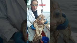 The Most Unusual Sea Creatures