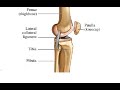 Two Minutes of Anatomy: Lateral Collateral Ligament (LCL)