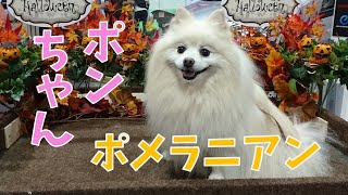 やんちゃ猫にはタジタジ！？ポメラニアンのポンちゃん【我が家のペット自慢】