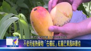 106 0720 棗農夏天種「紅龍」芒果 訂單絡繹不絕