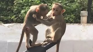 Amazing Monkey World... 🐒🐒🐒🐒🐒  in Tamil Nadu, India