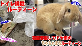 うさぎのトイレのお掃除ルーティーン!!【30】ちゃちゃまる日記