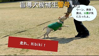 【盲導犬候補生響号 第六集】走れ、Hibiki！