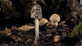 Magpie ink cap fungi growing \u0026 liquefying timelapse